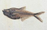 Diplomystus Fish Fossil On Wood Plaque #8791-2